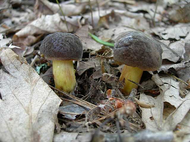 I funghi della foresta di Thann